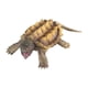thumbnail image 3 of de tortuga mordedora , juguete educativo, estatua en miniatura, modelo de Animal para niños para estante, decoración de habitación para, 3 of 5