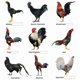 thumbnail image 5 of Suplemento B-15 Extra Fuerte para Gallos Aves de Corral, 5 of 9