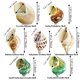 thumbnail image 2 of Conchas MOASIOP Pack de 7 unidades, longitud 5‑7 cm, apertura 1,5‑4,7 cm, 2 of 6