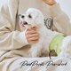 thumbnail image 3 of Banda para perro WICKEDPUP talla 0 (27‑36 cm) + 50 forros, 3 of 6