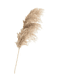 thumbnail image 3 of Ramas pampas grass 3 uds decoración, 3 of 3