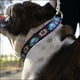 thumbnail image 3 of Collar para perro Country Brook Petz Tie Dye Flowers Nylon Martingale, 3 of 9