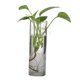thumbnail image 1 of Maceta Hidropónica De Vidrio, Jarrón De Flores, Jardín De Hadas, Contenedor De Terrario DIY J, 1 of 3