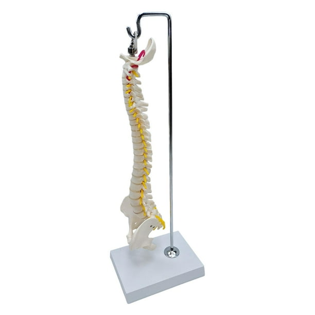 Modelo De Columna Vertebral Columna Vertebral Anatómica Para Niños Pantalla De Aprendizaje Aula Colgante