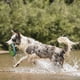 thumbnail image 4 of Juguete para perros Flying Disc Chuckit' Zipflight, tamaño mediano, naranja/azul, 4 of 8