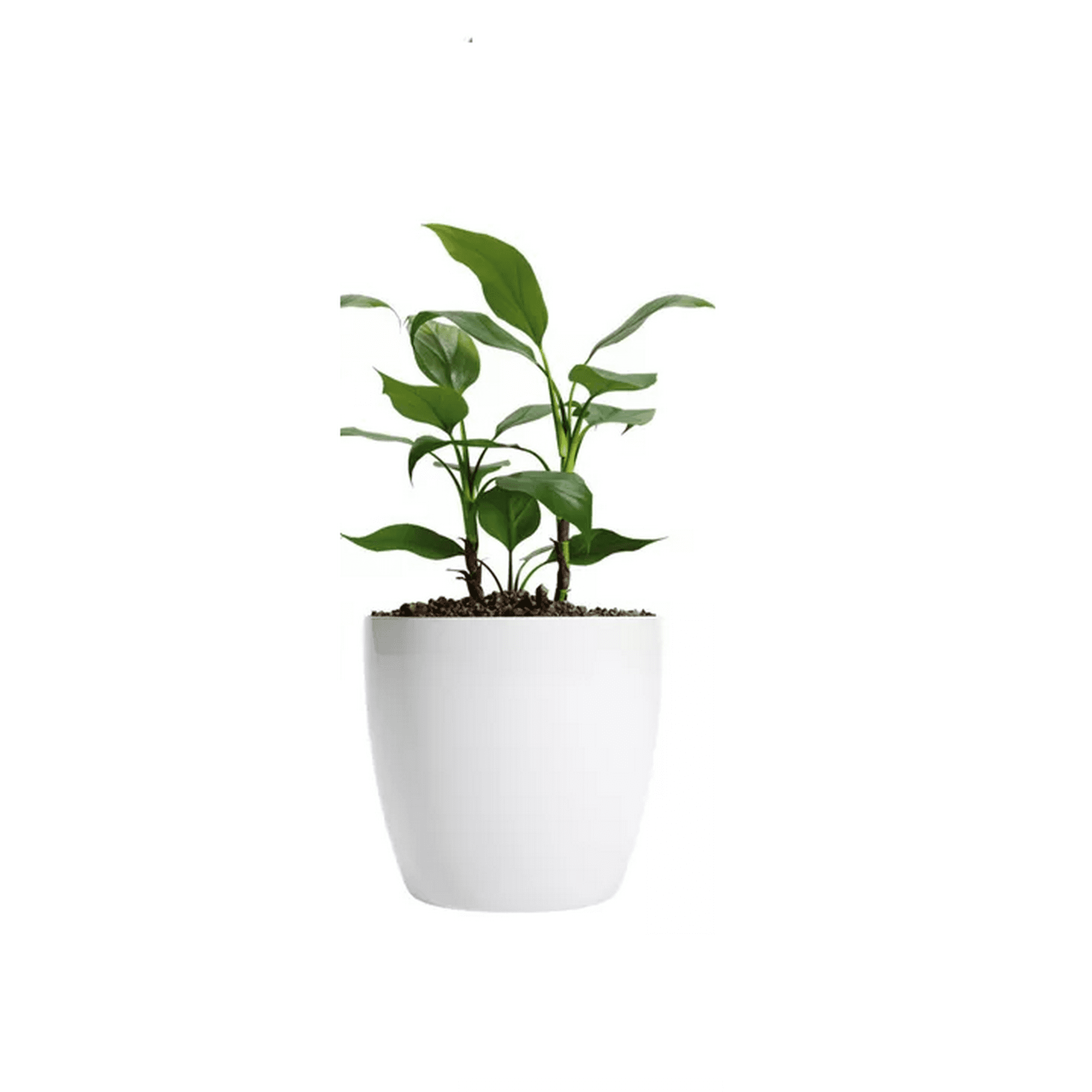 Genérico - Maceteros Plástico 20x22cm Amalfi Pack 2 Unidades 5.3l Blanco