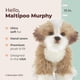 thumbnail image 2 of Peluche Bearington Murphy The Maltipoo, 33 cm, de peluche, 2 of 6