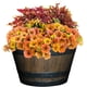thumbnail image 3 of Maceta de barril de whisky Classic Home and Garden S1027D-037Rnew, 3 of 4