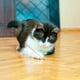 thumbnail image 4 of Juguete Kong Laser Puntero Con Llavero Para Gatos Y Perros, 4 of 5