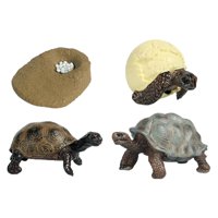 Magideal - Juguete De Tortuga De Ciclo De Vida, Modelo De Biología Educativa Para Niños De 3 A 6 Años, Accesorios De Enseñanza Realistas, Figuras De Animales, Ki