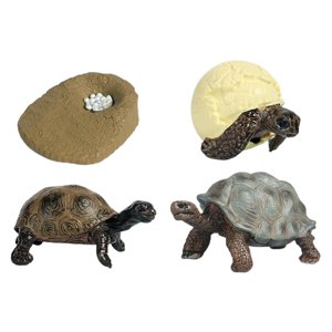 Magideal - Juguete De Tortuga De Ciclo De Vida, Modelo De Biología Educativa Para Niños De 3 A 6 Años, Accesorios De Enseñanza Realistas, Figuras De Animales, Ki