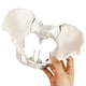 thumbnail image 5 of Modelo de pelvis femenina Evotech, flexible, tamaño natural, con correa elástica, 5 of 5