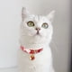 thumbnail image 5 of Collar para gatos con colgante de cascabel Pajarita para perros pequeños, 5 of 5