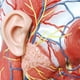 thumbnail image 5 of Cabeza anatómica modelo EVOTECH, media cabeza humana con musculatura, 5 of 8