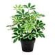 thumbnail image 1 of Planta Artificial Cheflera Verde, 1 of 6