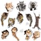 thumbnail image 1 of Adhesivos de pared WMDecal 3D con dibujos animados de animales y gatos, vinilo, 12 unidades, 1 of 7