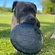 thumbnail image 2 of Folleto con tapa de botella Retrieving Toy SodaPup para perros, 2 of 7