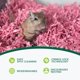 thumbnail image 4 of Cama para mascotas ECO BEDDING 4,5 kg Rosa sin polvo, 4 of 9