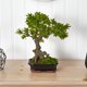 thumbnail image 3 of Planta de bonsái artificial Podocarpus casi natural con maceta, 3 of 3