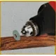 thumbnail image 2 of Discos Pulir 6pzs Kit Fresas Piedra Complem Minitorno Dremel, 2 of 6