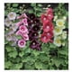 thumbnail image 4 of Semillas Alcea Rosea Las Encinas | Malva Real Gigante, 4 of 4
