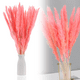 thumbnail image 1 of 30 piezas de flores secas naturales de hierba de la pampa seca, planta de junco con caja, flores reales, ramos de flores románticas para bodas, sabrosas y duraderas para decoración del hogar DIY, a ju, 1 of 5