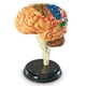 thumbnail image 1 of Modelo cerebral de recursos de aprendizaje Learning Resources, 1 of 3