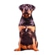 thumbnail image 2 of Animales Perro Patrón Felpa Cojín Cojín Lavable Estilo D, 2 of 5