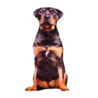 Magideal - Funda De Almohada De Felpa Con Diseño De Perro Y Animales, Duradera, Rellena De Pp, Decorativa Para Decoración Para Sala De Estar, Juguete Divertido D , Estilo D Estilo J