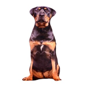 Magideal - Funda De Almohada De Felpa Con Diseño De Perro Y Animales, Duradera, Rellena De Pp, Decorativa Para Decoración Para Sala De Estar, Juguete Divertido D , Estilo D Estilo J