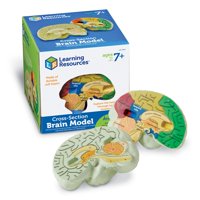 Learning Resources - Sección Transversal De Recursos De Aprendizaje De Modelos Cerebrales, 2 Piezas, 7 O Más