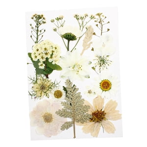 Bothyi - 1 Bolsa De Flores Prensadas Secas, Hojas Secas De Pétalos Reales Para Manualidades, Calcomanía Blanca