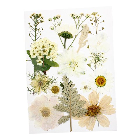 Bothyi - 1 Bolsa De Flores Prensadas Secas, Hojas Secas De Pétalos Reales Para Manualidades, Calcomanía Blanca