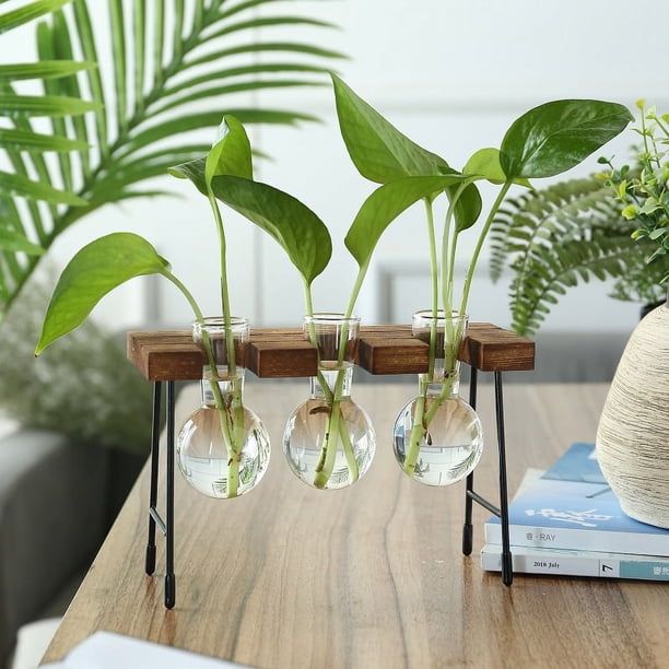 Add a touch of creativity to your living space with this 1pc Transparent Glass Hydroponic Vase. Perfect for your desktop, this vase is a creative and beautiful addition to your living room, study or o