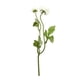 thumbnail image 1 of Planta Artificial Ranunculo Doble White - Green 38 Cm, 1 of 2