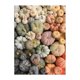 thumbnail image 2 of Rompecabezas Galison Heirloom Pumpkins 1000 piezas, 2 of 8