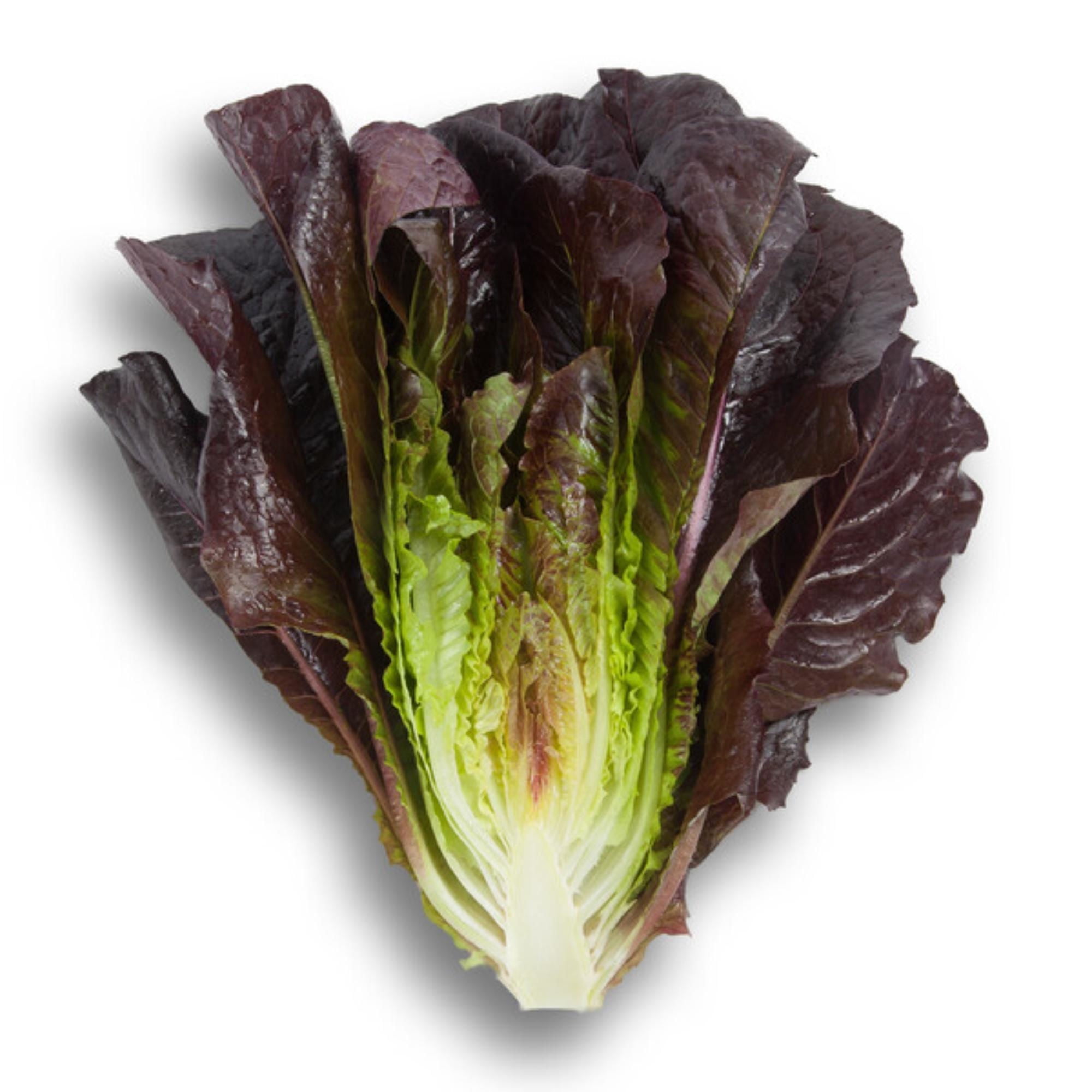 Lechuga Costina Morada Bolsa 1 Un