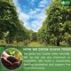thumbnail image 5 of Té en bolsitas FRESHDRINKUS de hoja de guayaba, 135 unidades, natural, 5 of 9