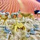 thumbnail image 3 of Set de minifiguras TOOB 9 de Toy Set Safari Ltd., animales del desierto del Sahara, 3 of 7