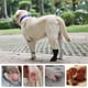 thumbnail image 3 of Bota de recuperación de heridas de pata de perro para pata lesionada, zapato de perro antideslizante con correa autoadhesiva, protector de pata de perro para caminar al aire libre y mantener, 3 of 3