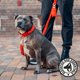 thumbnail image 4 of Correa Dog Friendly Co 120 cm con absorción de impactos – Azul, 4 of 6