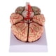 thumbnail image 5 of Nueva Herramienta De Ense?anza De Estudio De Anatomía Modelo De Cerebro Humano Anatómico Desmontado, 5 of 5