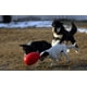 thumbnail image 4 of Juguete para perros Jolly Pets Jolly Egg Yellow 30 cm para perros +18 kg, 4 of 6