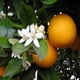 thumbnail image 2 of Aceite aromático Virginia Candle Supply Flor de Azahar y Miel, 2 of 9