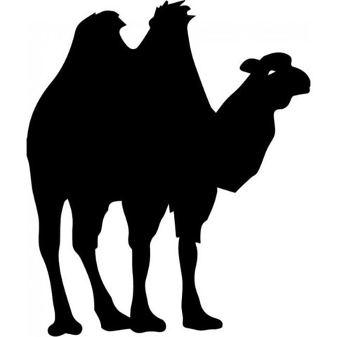 Rienda Libre Graphics - Decomural Camel Wild Animals Ws-32712