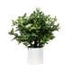 thumbnail image 1 of MURRAYA 45 cm, 1 of 2