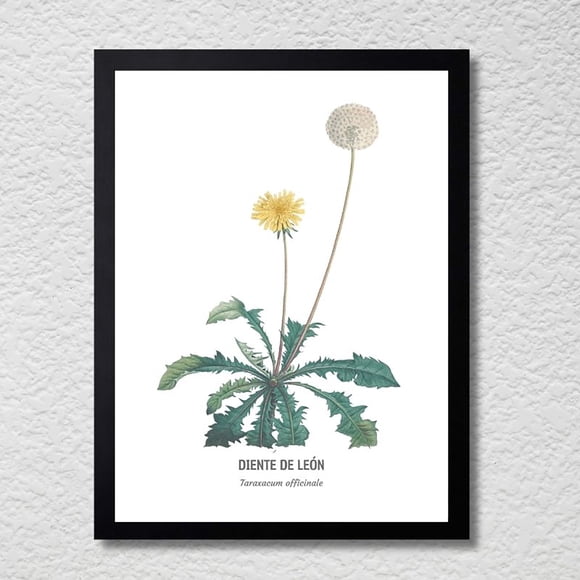 CUADRO DECORATIVO 35X45 BOTÁNICA DIENTE DE LEÓN