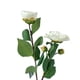 thumbnail image 2 of Camelia Blanca 52cm, 2 of 3