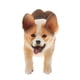 thumbnail image 2 of Animales De Simulación Modelo Figura Ni?os Juguete Educativo Decoración Welsh Corgi B, 2 of 5