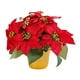 thumbnail image 1 of Planta De Poinsettia Roja Artificial De Navidad De Poinsettia Roja En Maceta Para Mesa, 1 of 5